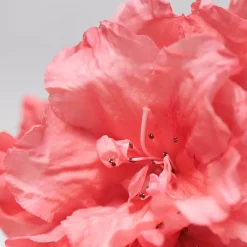 BABOR SKINOVAGE Moisturizing & Lipid Cream Rich 50 ml