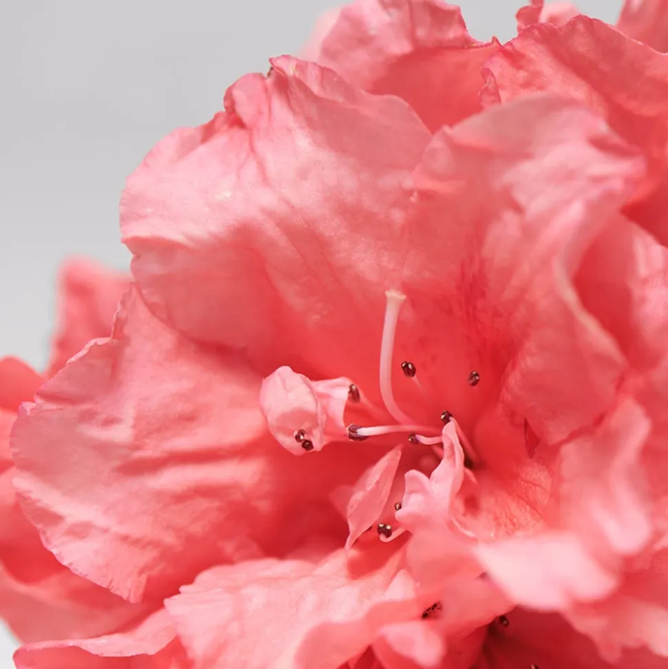 BABOR SKINOVAGE Moisturizing & Lipid Cream Rich 50 ml