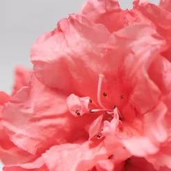 BABOR SKINOVAGE Moisturizing Foam Mask 75 ml