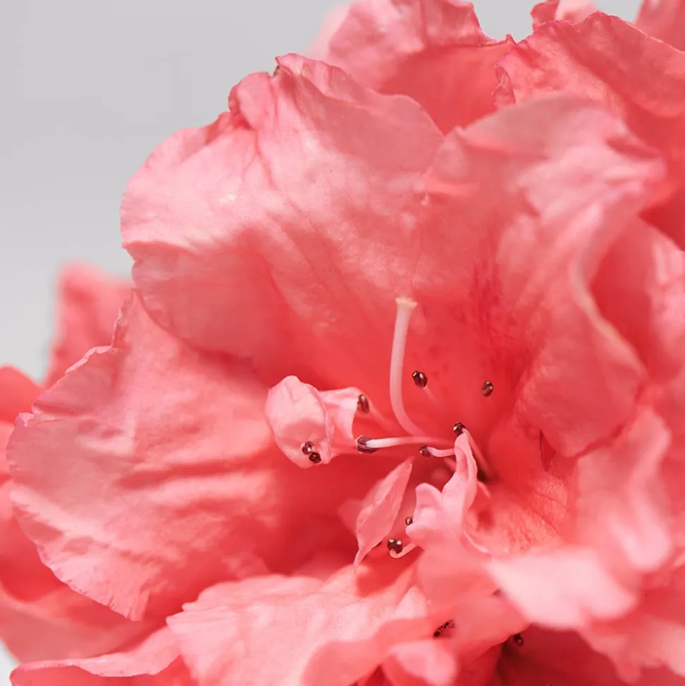 BABOR SKINOVAGE Moisturizing Foam Mask 75 ml