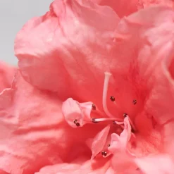 BABOR SKINOVAGE Rejuvenating Face Oil 30 ml