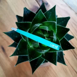 Canal Haarpinzette schräg hellblau rostfrei 95 mm