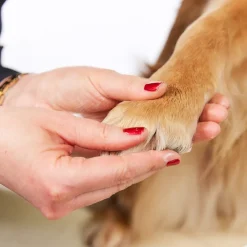 Margot Schmitt Glanz Fell Intensiv Pfotenpflege 75 ml