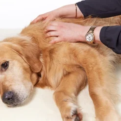 Margot Schmitt Glanz Fell Hautpflegeöl 100 ml