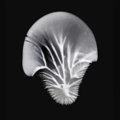 MÁDARA AGE PRO Contour Anti-Falten-Augencreme 15 ml