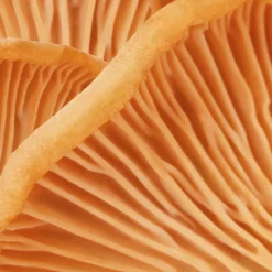 MÁDARA HIS Face Cream 50 ml