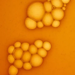 Olistic Men 28 x 25 ml