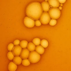 Olistic Women Next 28 x 25 ml