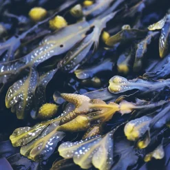 Rausch Anti-Fett-Shampoo mit Meerstang 40 ml