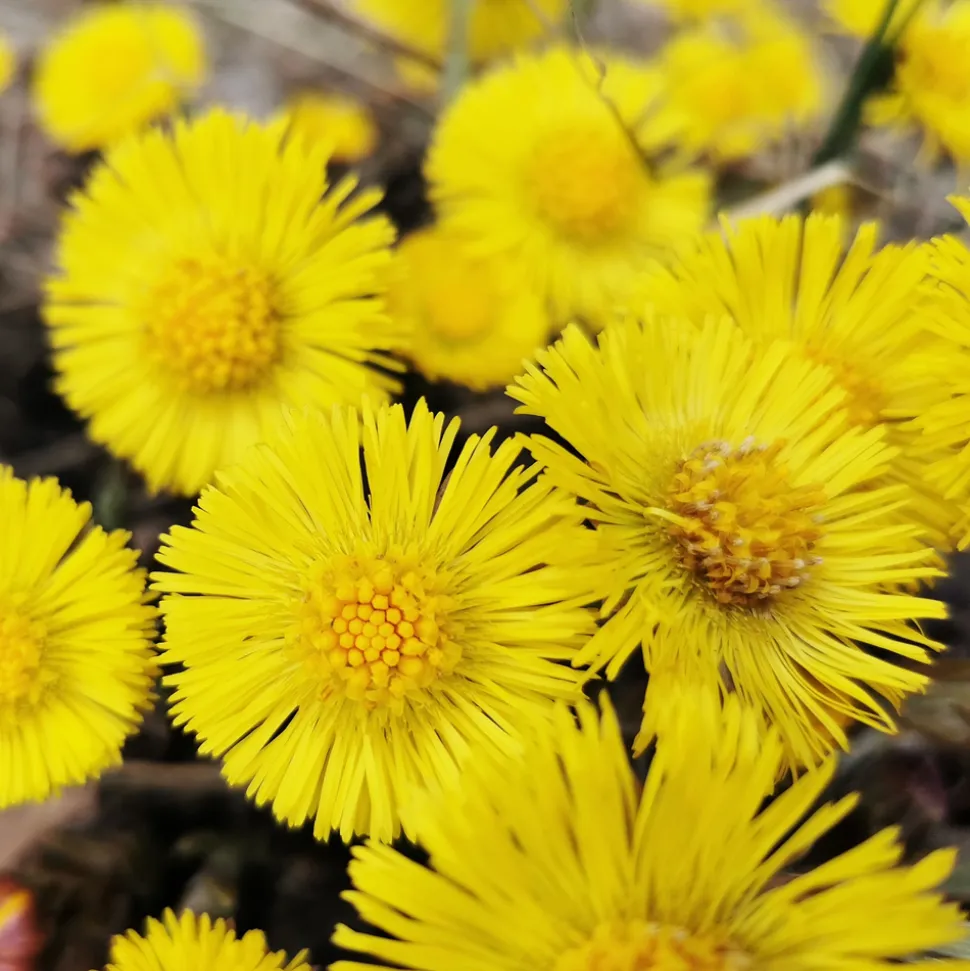 Rausch Anti-Schuppen-Kopfhaut-Lotion Huflattich 200 ml