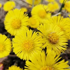 Rausch Anti-Schuppen-Shampoo mit Huflattich 200 ml