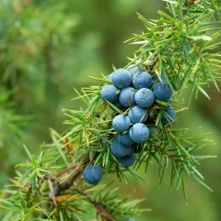 Rausch Energy-Boost-Shampoo mit Wacholder 200 ml