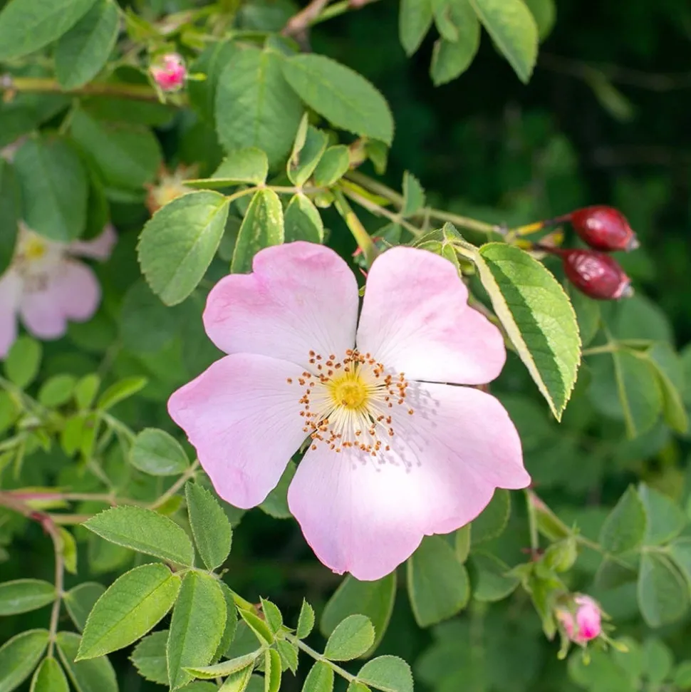 Rausch Farbschutz-Shampoo mit Wildrose 200 ml