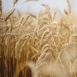 Rausch Feuchtigkeits-Spray mit Weizenkeim 100 ml