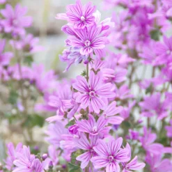 Rausch Geschenkset Feuchtigkeit 400 ml