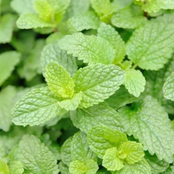 Rausch Geschenkset Frische 400 ml