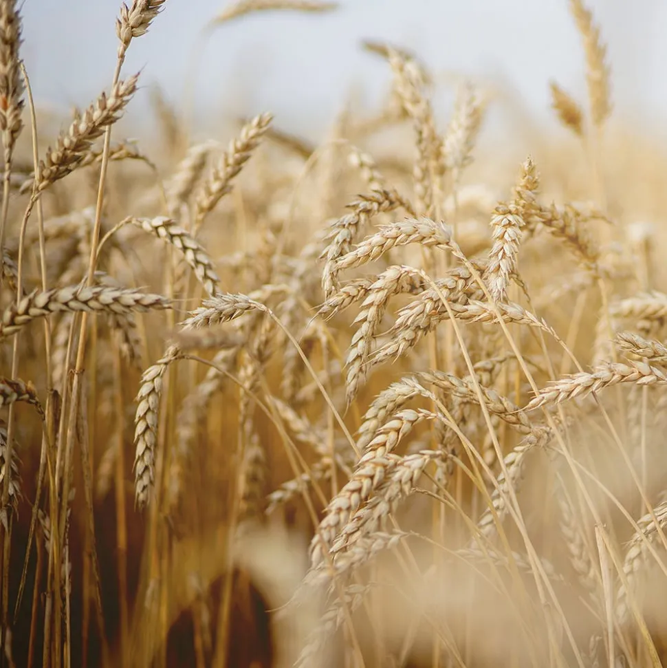 Rausch Nähr-Conditioner mit Weizenkeim 30 ml