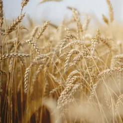 Rausch Nähr-Kur mit Weizenkeim 100 ml