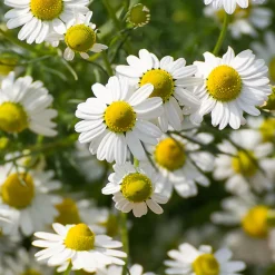 Rausch Pflege-Conditioner Schweizer Kräutern 150 ml