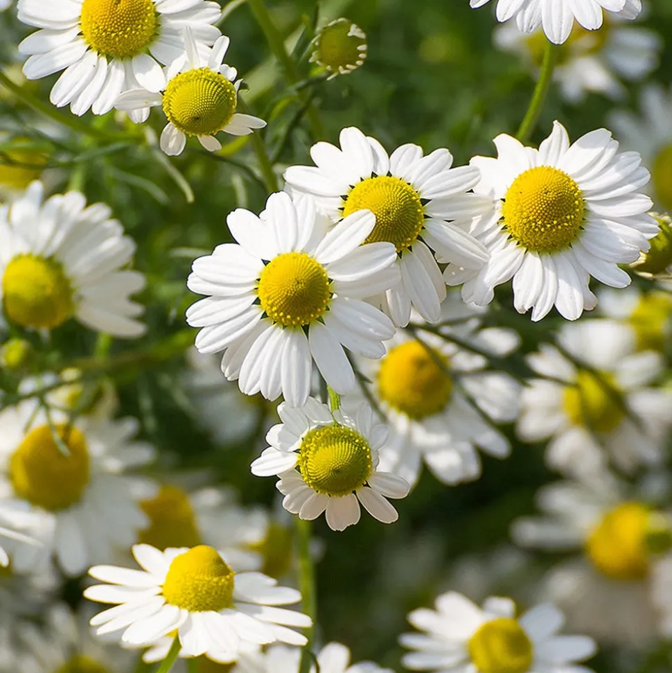 Rausch Pflege-Shampoo mit Schweizer Kräutern 40 ml