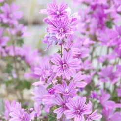 Rausch Volumen-Shampoo mit Malve 200 ml