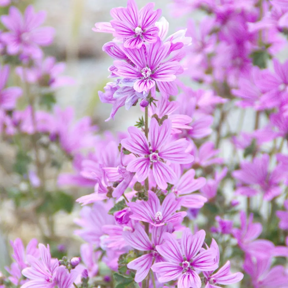 Rausch Volumen-Shampoo mit Malve 200 ml