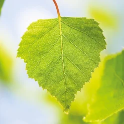 Weleda BIRKE Cellulite Öl 100 ml