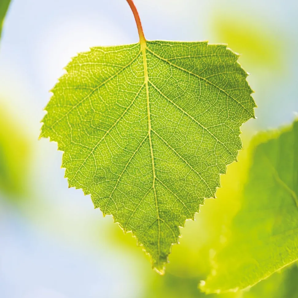 Weleda BIRKE Cellulite Öl 100 ml