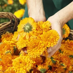 Weleda Bäuchlein-Massageöl 50 ml