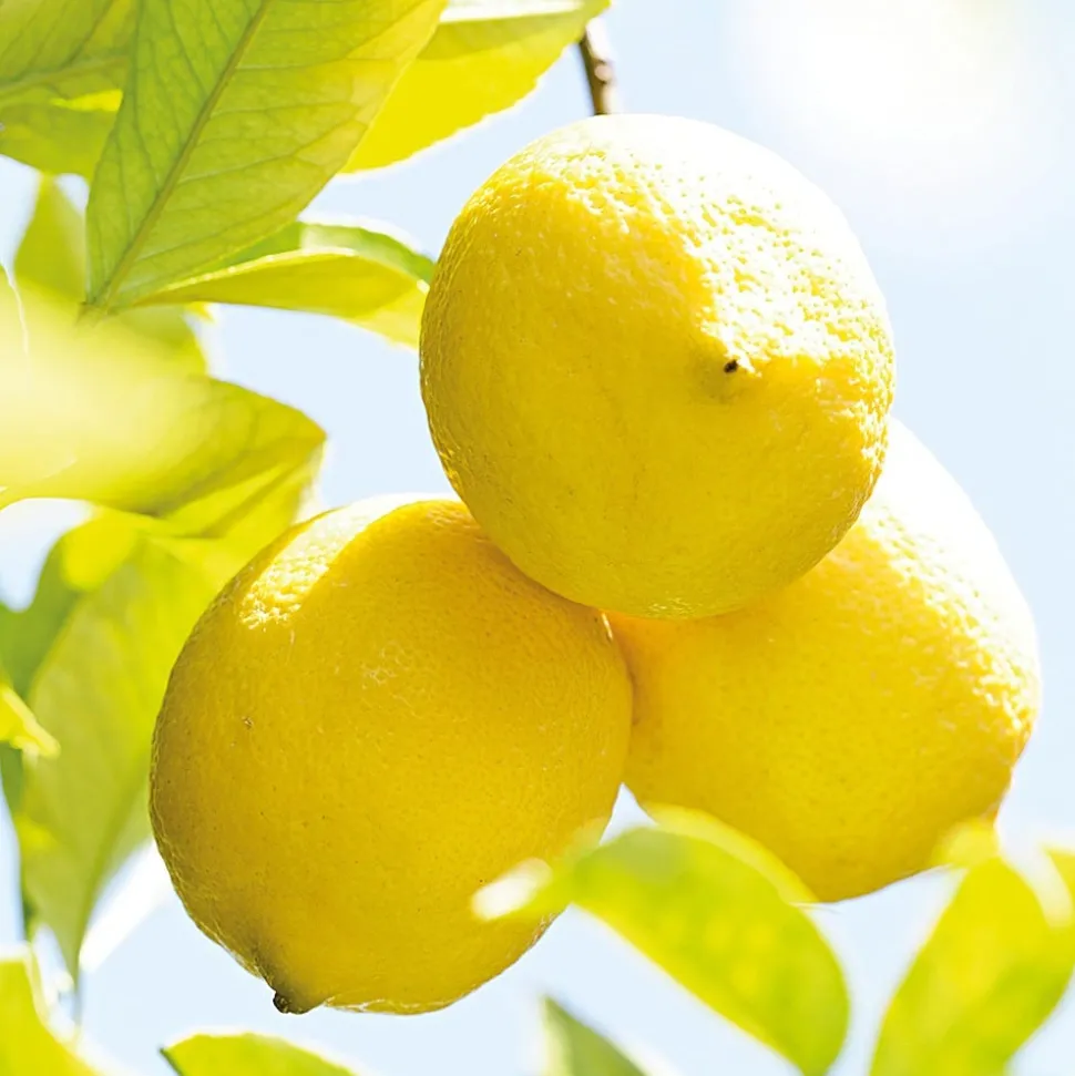 Weleda Citrus Fresh Deo Spray Nachfüllflasche 200 ml