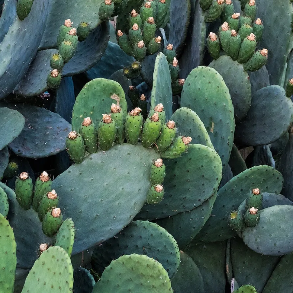 Weleda Feigenkaktus 24h Feuchtigkeitscreme 7 ml