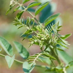 Weleda For Men 24h Deo Roll-On 50 ml