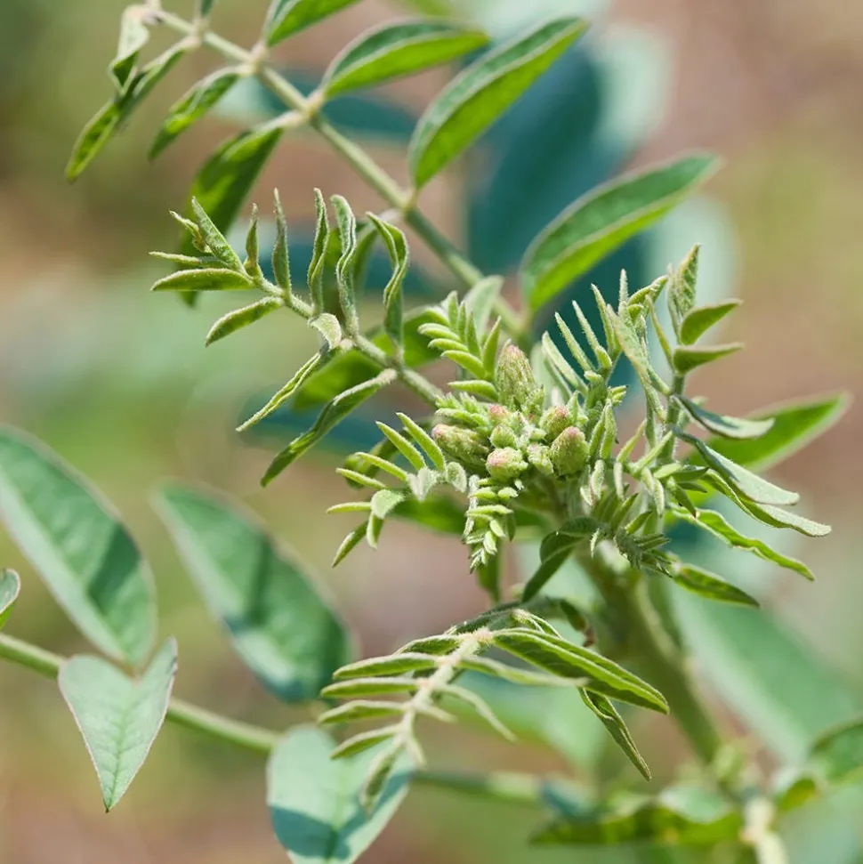 Weleda For Men 24h Deo Roll-On 50 ml