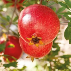 Weleda GRANATAPFEL Regenerierendes Pflege-Öl 100 ml