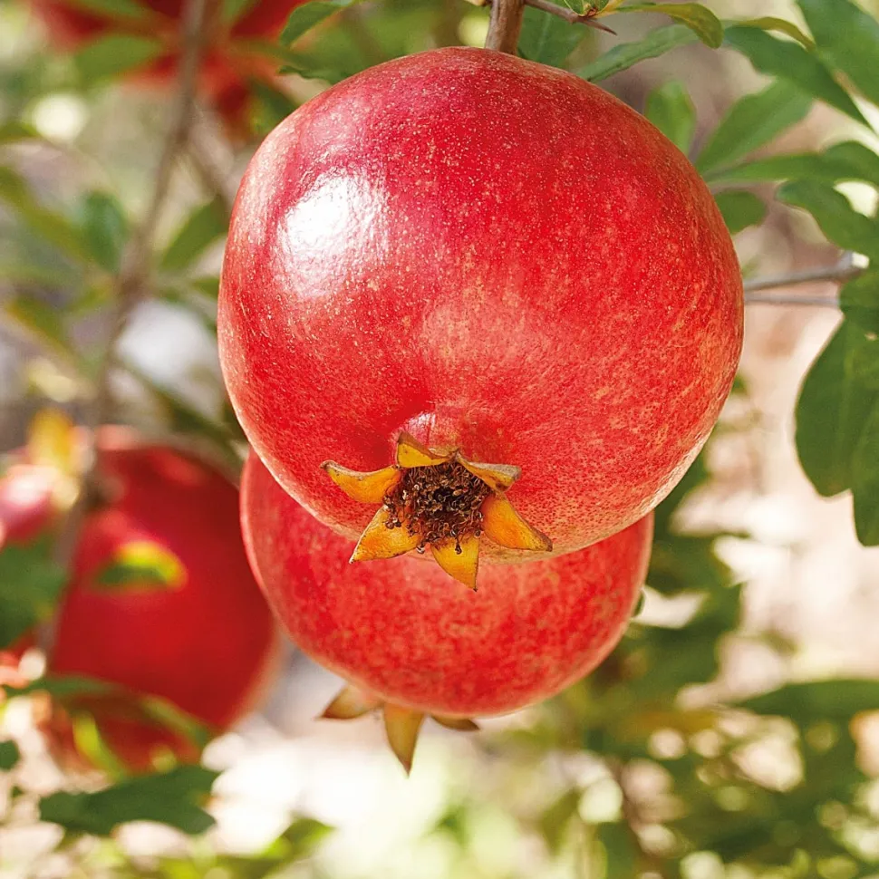 Weleda GRANATAPFEL Regenerierendes Pflege-Öl 100 ml