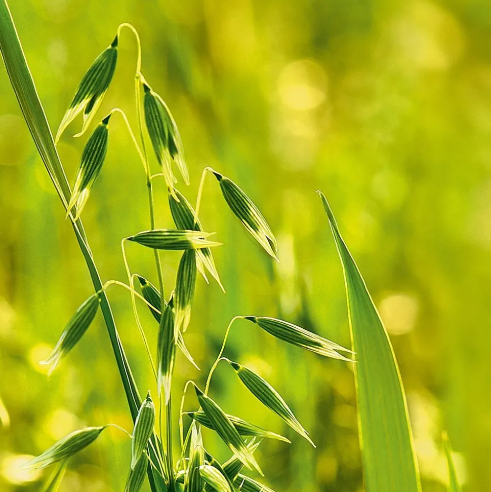 Weleda Hafer Aufbau-Shampoo 190 ml