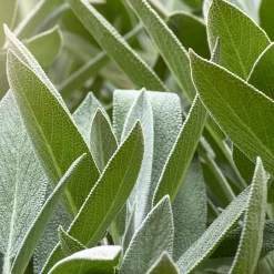 Weleda Herbal Fresh Deo Spray Nachfüllflasche 200 ml