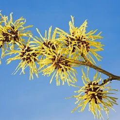 Weleda 2-in-1 Erfrischende Reinigung 100 ml