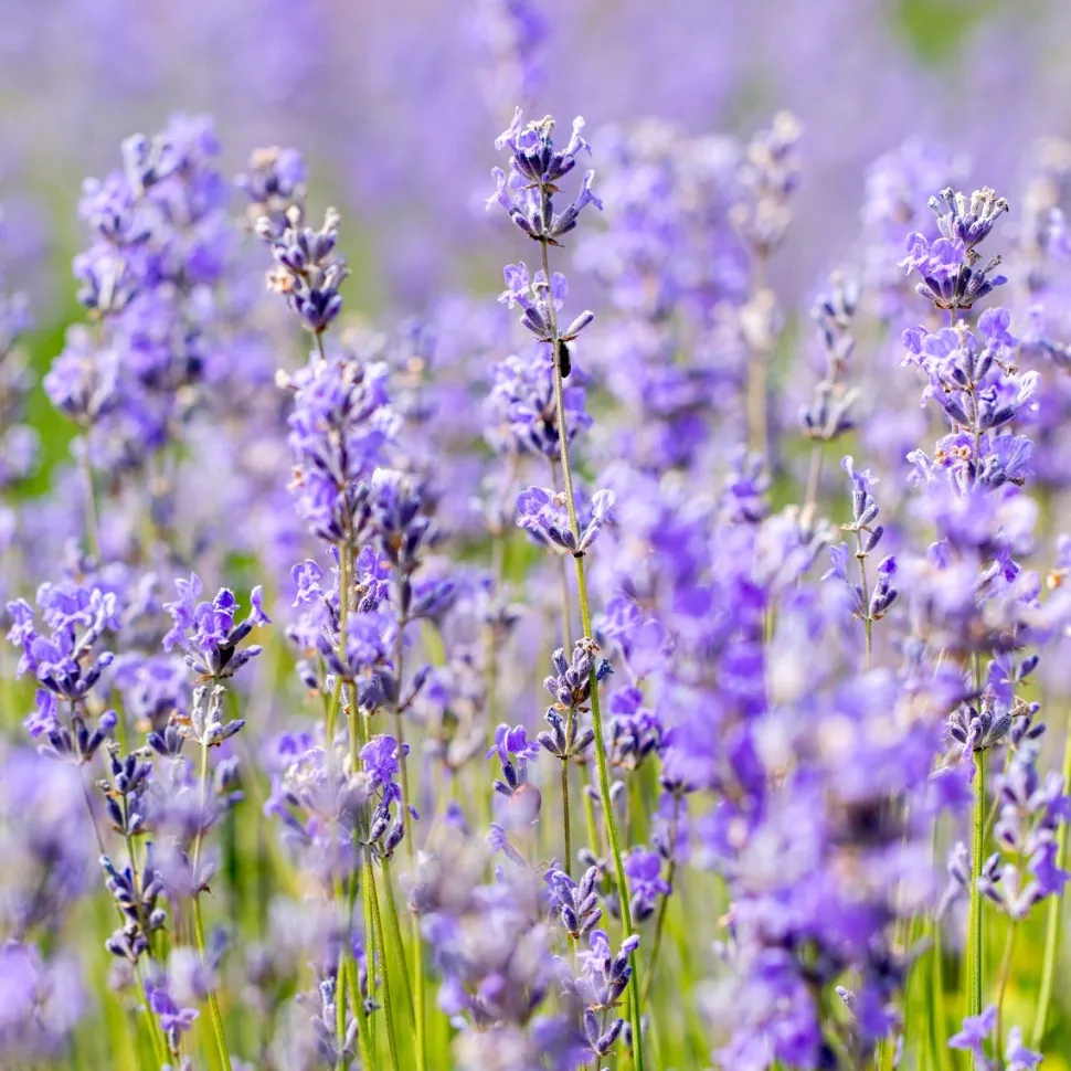Weleda LAVENDEL Entspannendes Pflege-Öl 100 ml