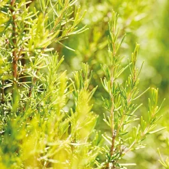 Weleda Rosmarin Aktivierungsbad 200 ml