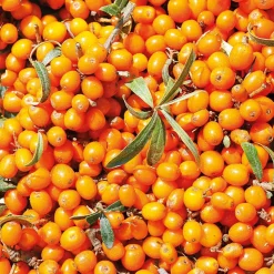 Weleda Sanddorn 24h Deo Roll-On 50 ml