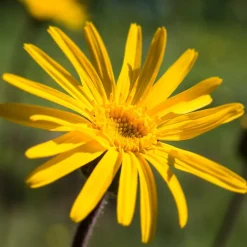 Weleda Sport & Muskel Regenerationsbad 200 ml