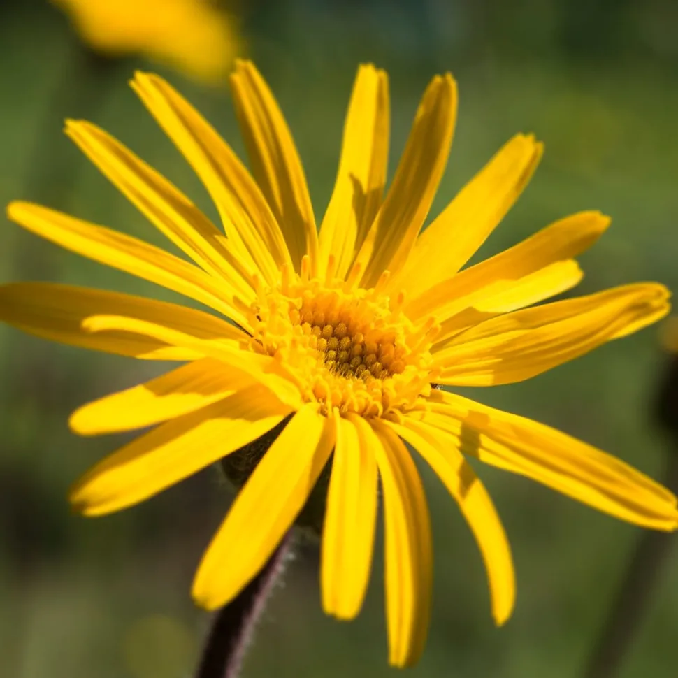 Weleda Sport Frische-Kick Duschgel Arnika 200 ml