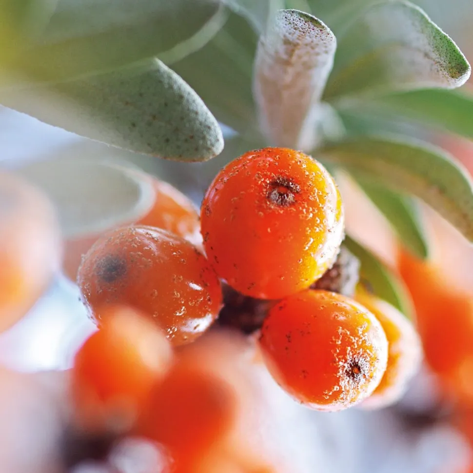 Weleda Vitality Shower Cream Sanddorn 200 ml